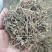 中药材半枝莲草袋装当天发货药用正品保证的