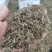 中药材半枝莲草袋装当天发货药用正品保证的