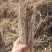 山西运城平陆野生鲜防风鲜货大量上市
