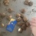 精品芋头，大量现货。