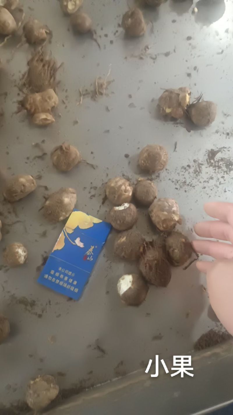 精品芋头，大量现货。
