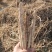 山西运城平陆野生鲜防风鲜货大量上市