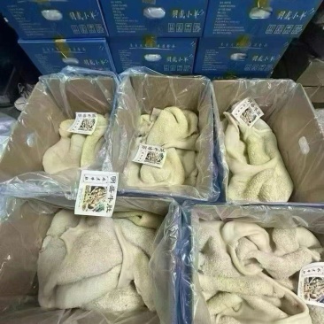 熟牛肚