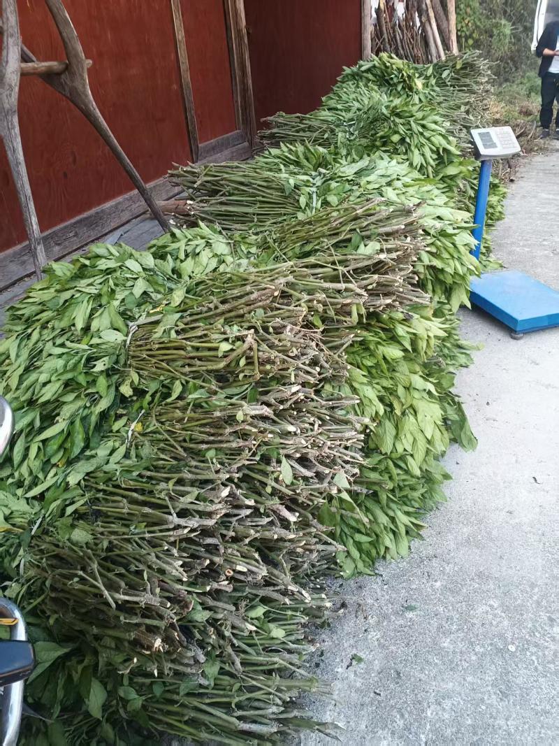 板兰根