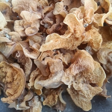 羊肚耳种植专业合作社自产自销羊肚耳种植场直发羊肚耳批发