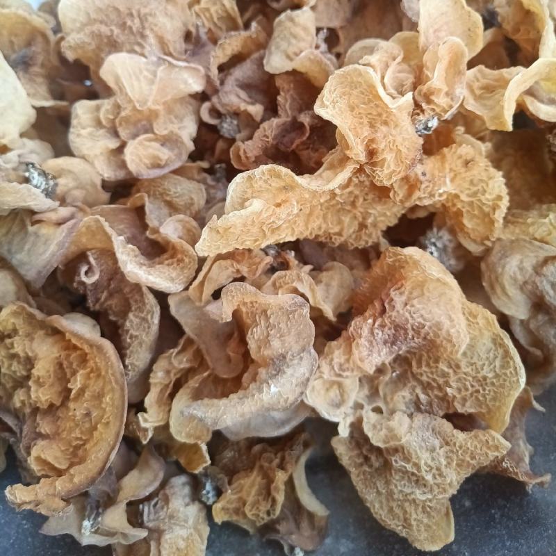 羊肚耳种植专业合作社自产自销羊肚耳种植场直发羊肚耳批发