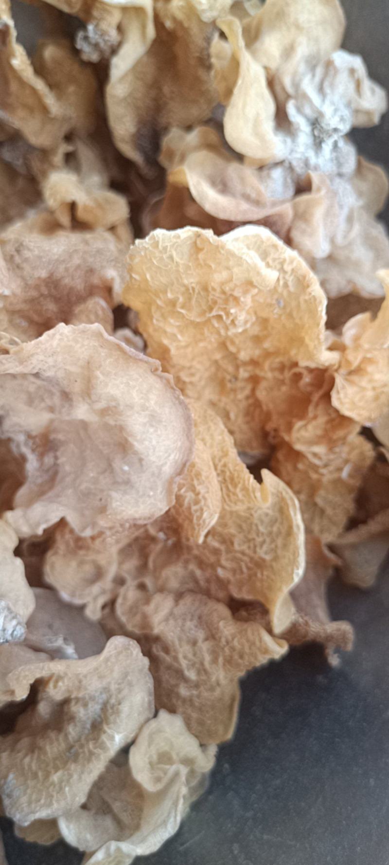 羊肚耳种植专业合作社自产自销羊肚耳种植场直发羊肚耳批发