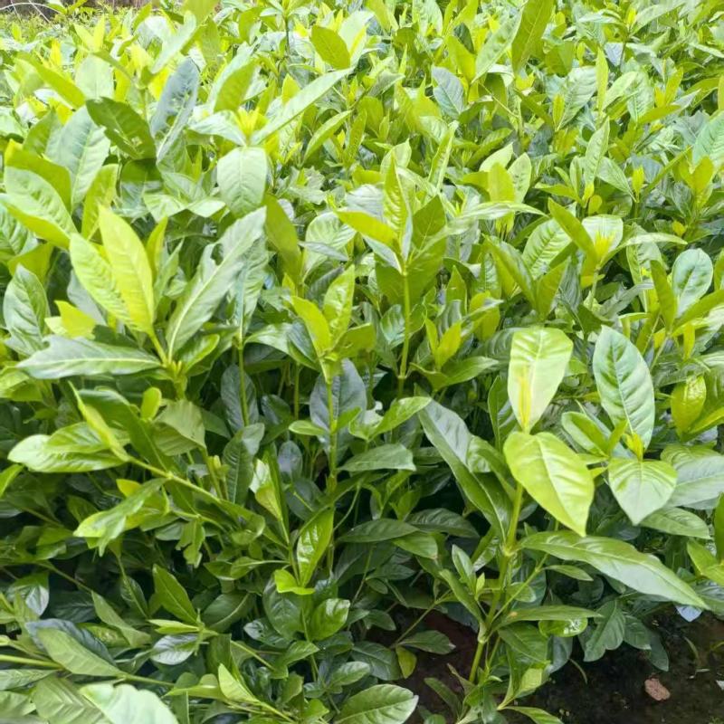 药用黄栀子苗基地直供规格齐全可视频看货欢迎咨询
