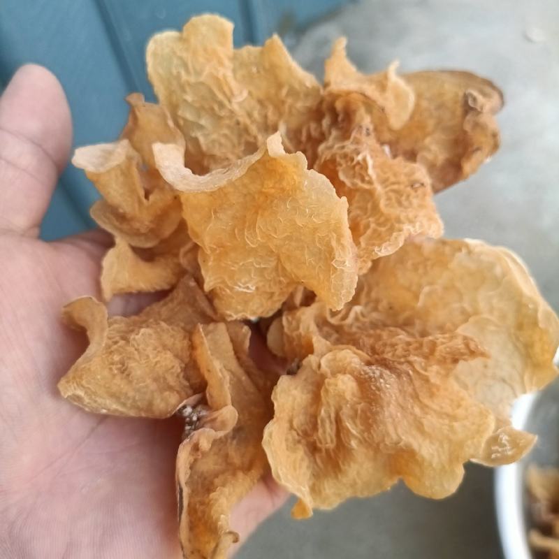 羊肚耳种植合作社干羊肚耳批发零售单片羊肚耳一级品羊肚耳