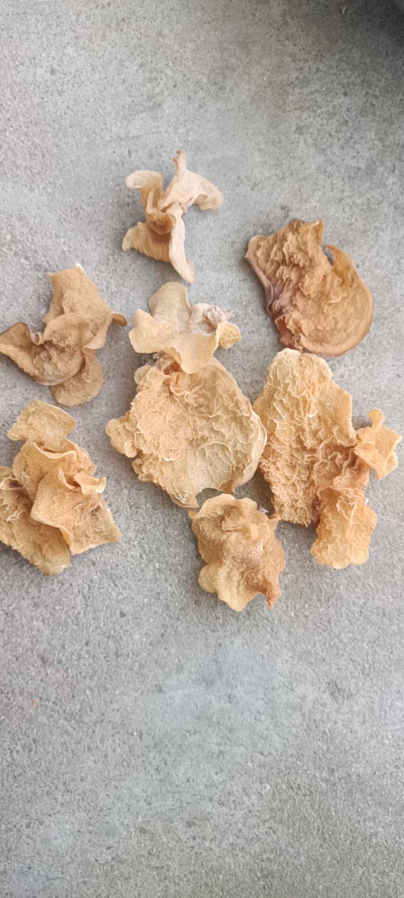 羊肚耳种植合作社干羊肚耳批发零售单片羊肚耳一级品羊肚耳