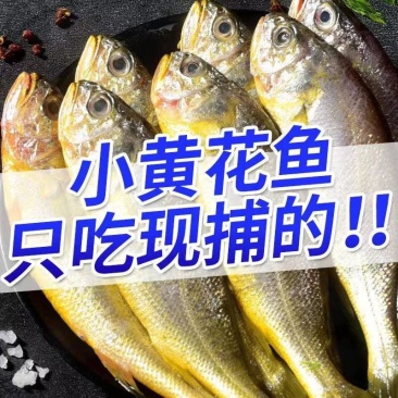 12-13个头小黄鱼无冰衣