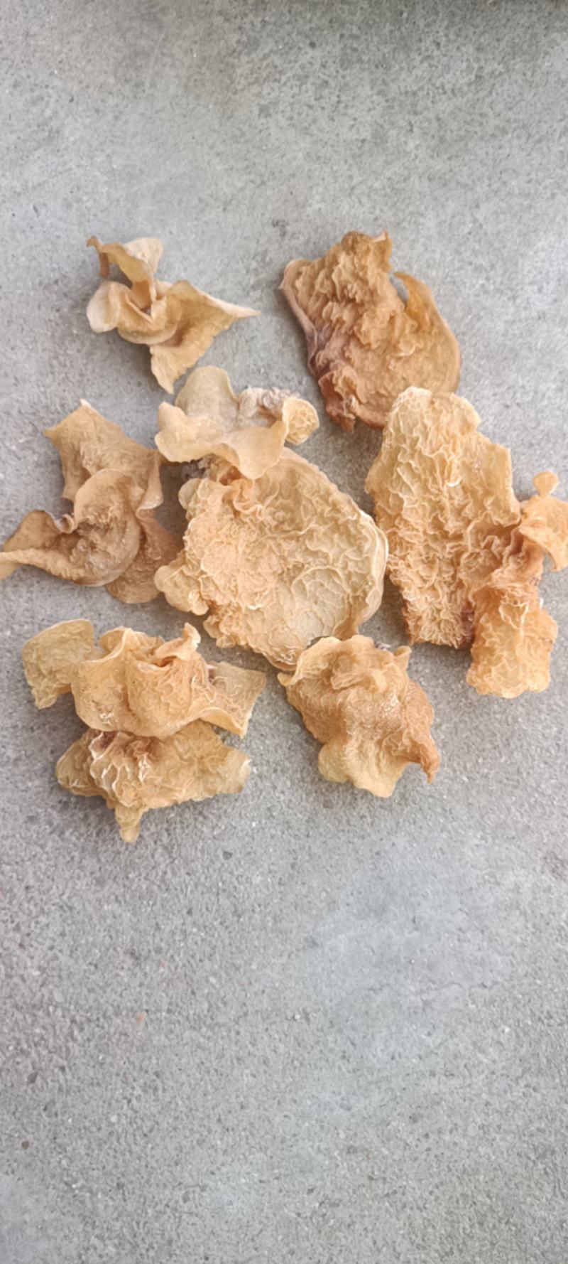 羊肚耳大片羊肚耳种植专业合作社联合社羊肚耳厂家种植场直发