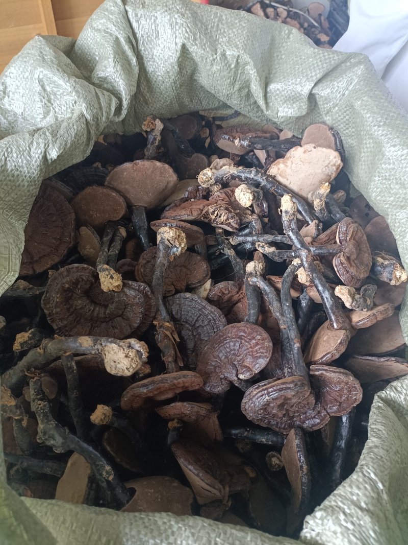 紫灵芝，林下种植，仿野生紫灵芝。