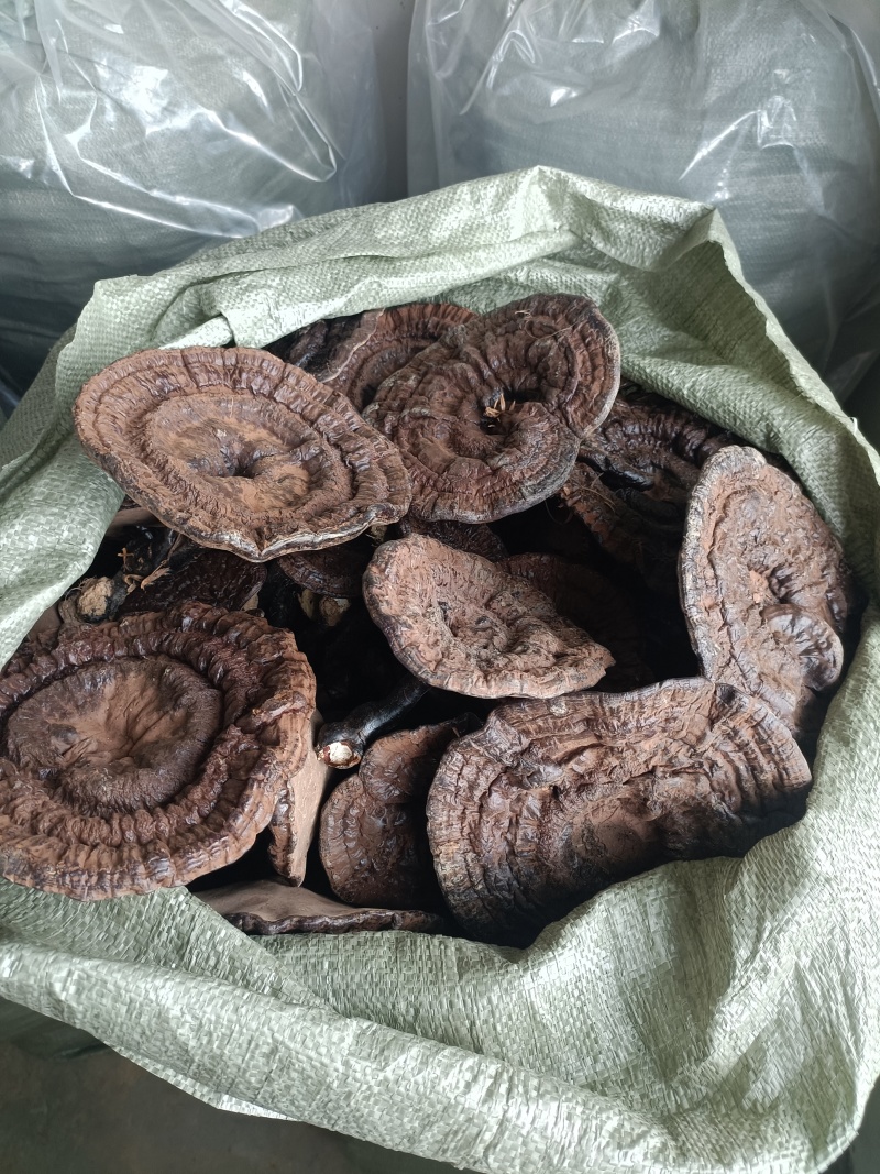 紫灵芝，林下种植，仿野生紫灵芝。