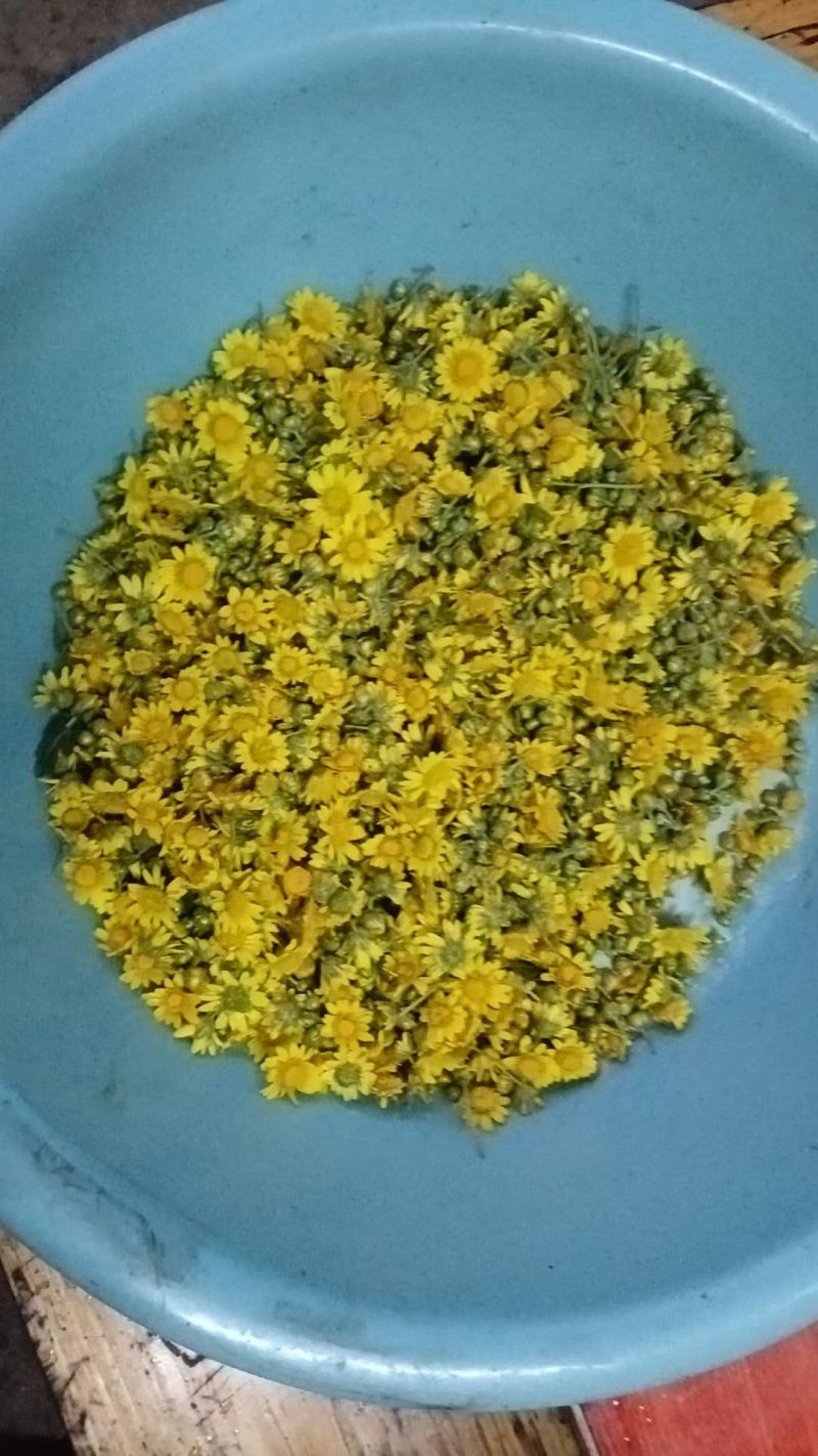 大量供应野菊花