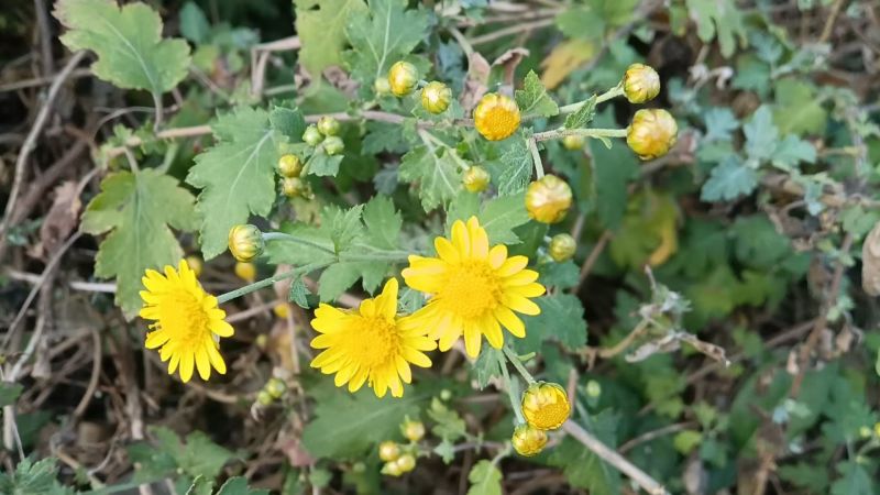 大量供应野菊花