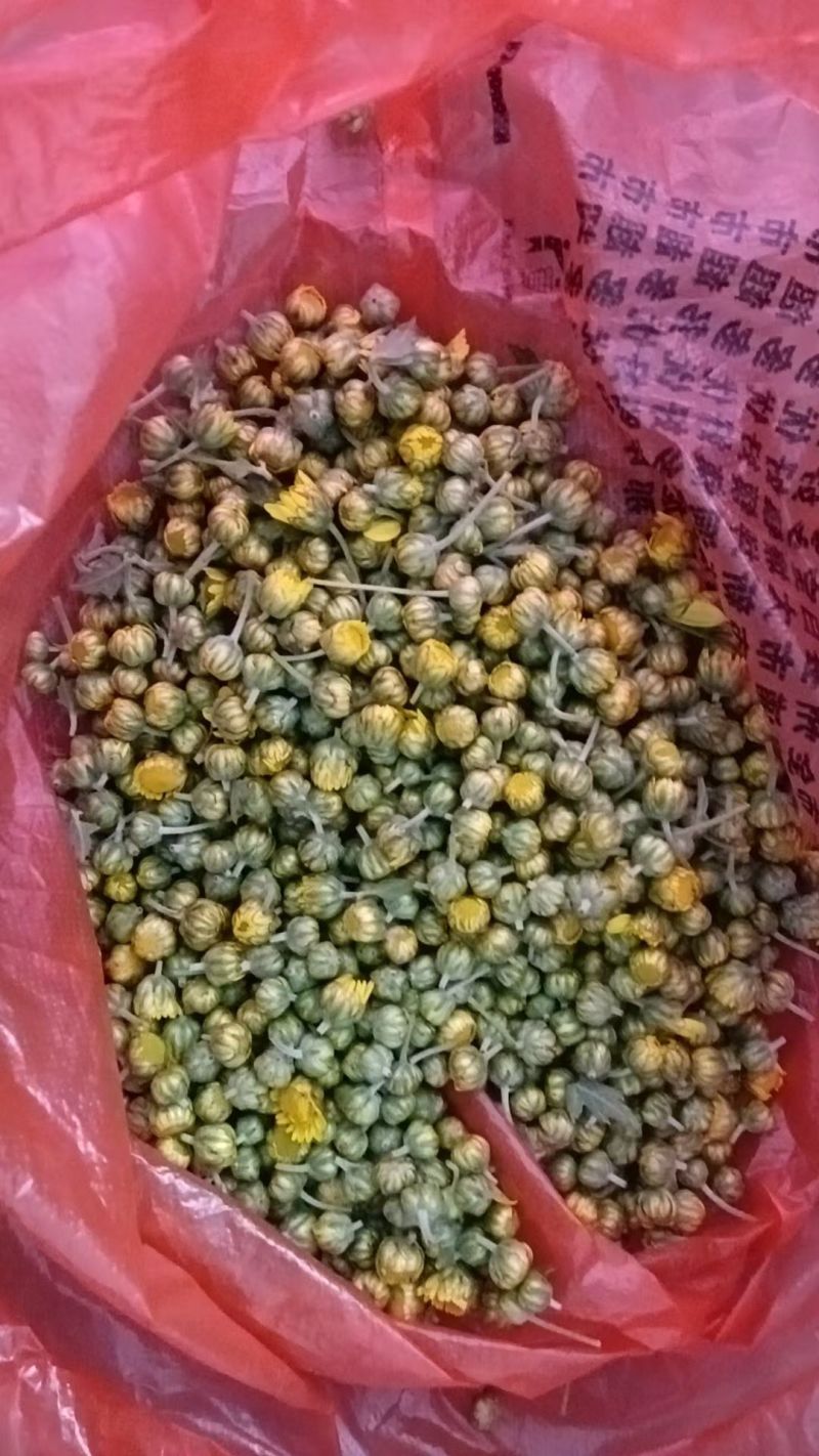 大量供应野菊花