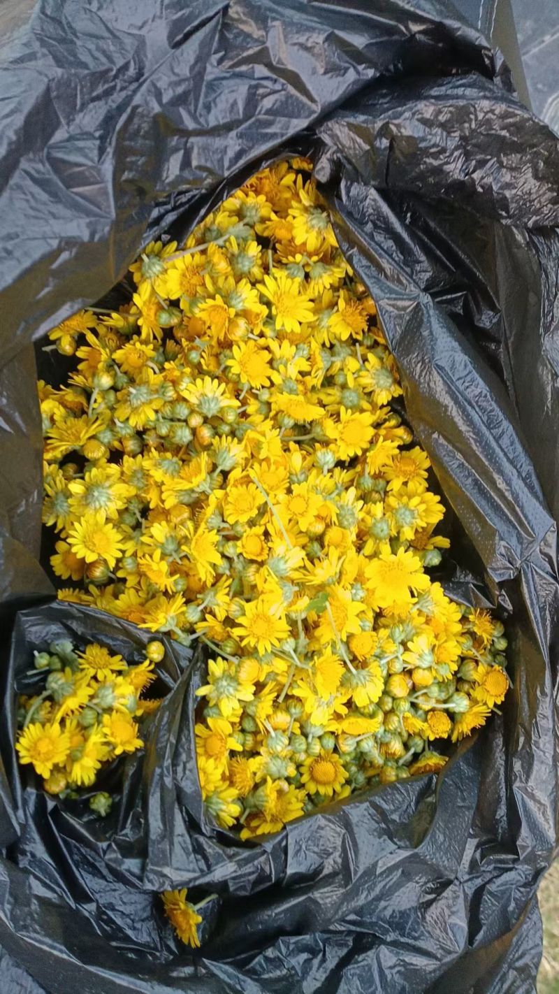 大量供应野菊花