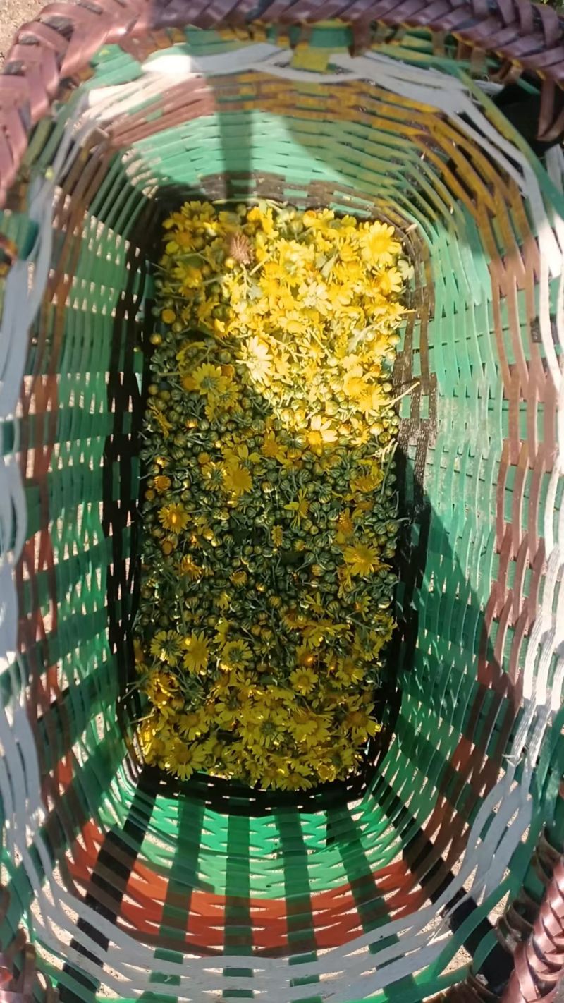 大量供应野菊花