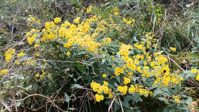 大量供应野菊花