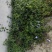 大量供应野菊花