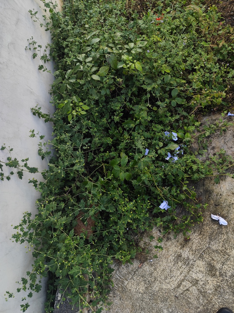 大量供应野菊花