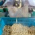 大豆耳