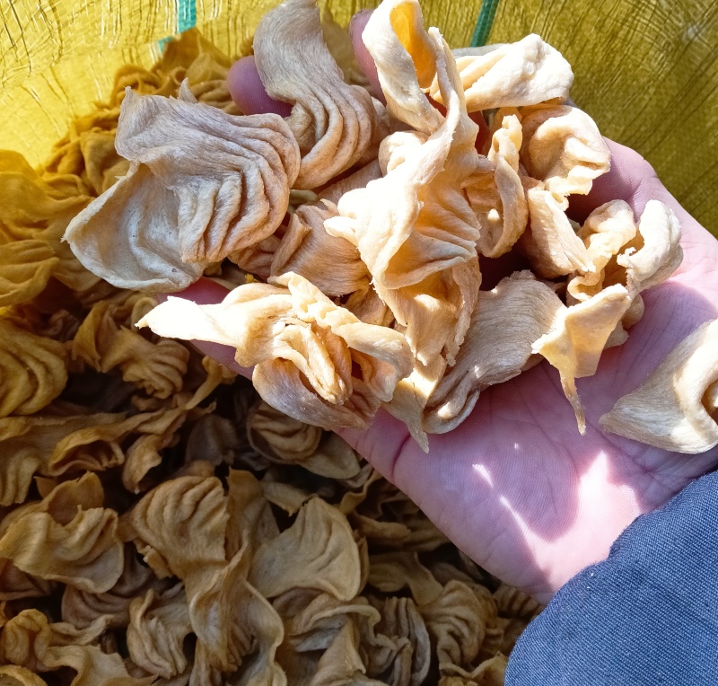 大豆耳