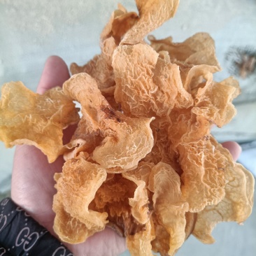 羊肚耳批发零售干羊肚耳自产自销羊肚耳羊肚耳种植专业合作社