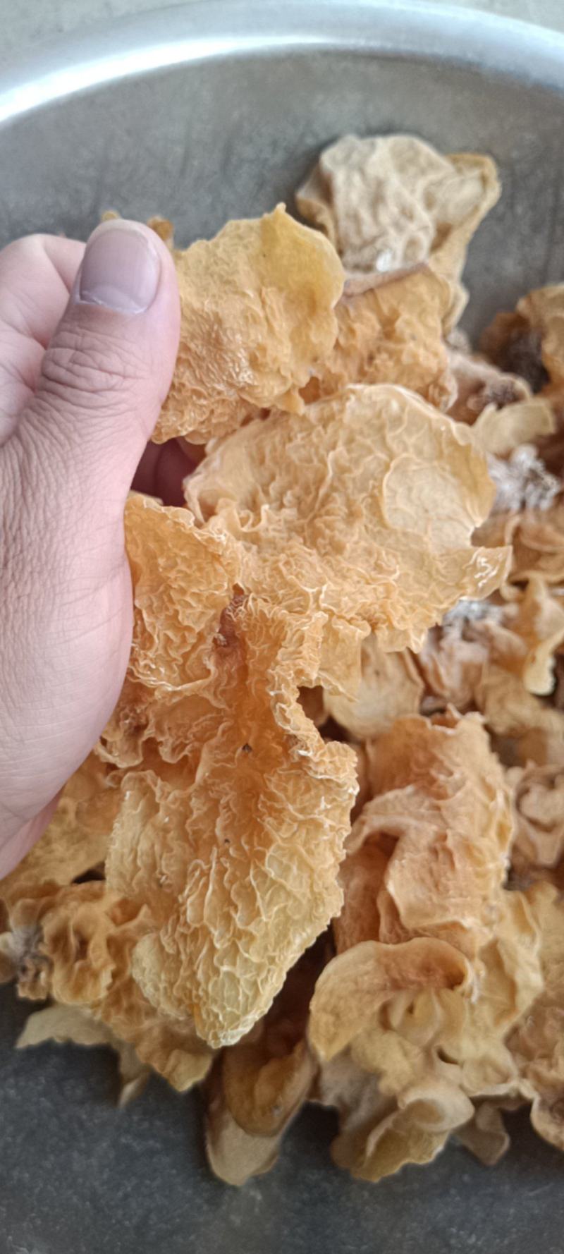 羊肚耳批发零售干羊肚耳自产自销羊肚耳羊肚耳种植专业合作社