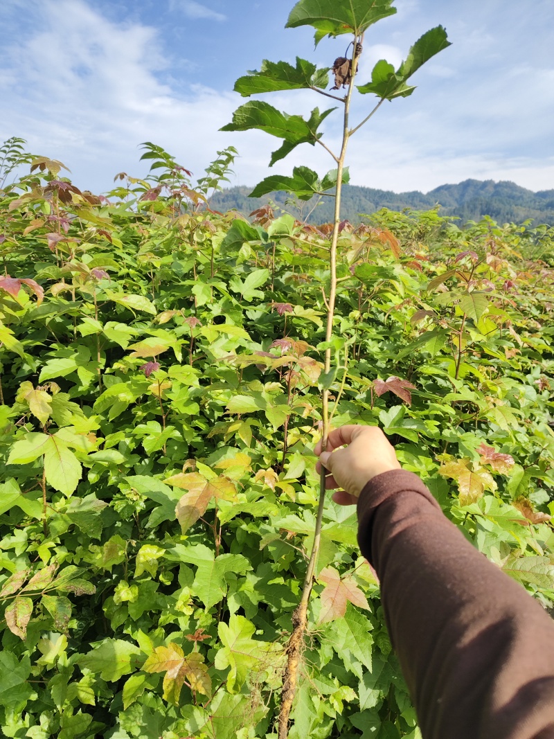 枫香苗、枫香树苗一手货现拔现发、可实地或视频看货