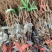 玫瑰香葡萄苗全部采用夏黑枕木嫁接完成口感好颗粒大