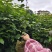 枫香苗、枫香树苗一手货现拔现发、可实地或视频看货