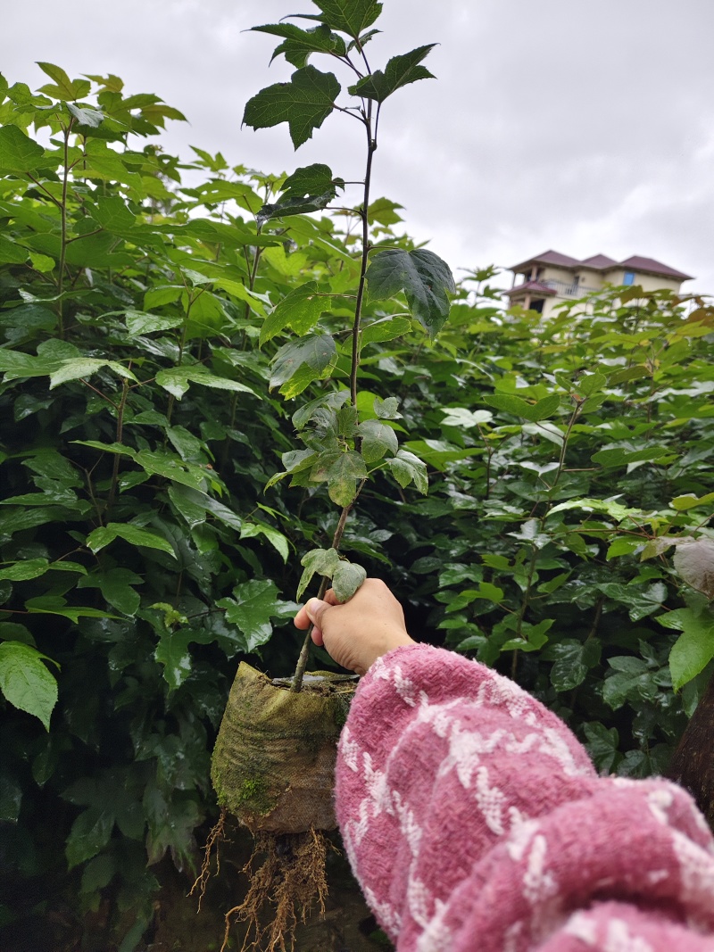枫香苗、枫香树苗一手货现拔现发、可实地或视频看货