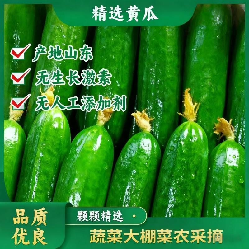 脆嫩水果小黄瓜，产地直发，品质保证，欢迎来电咨询选购