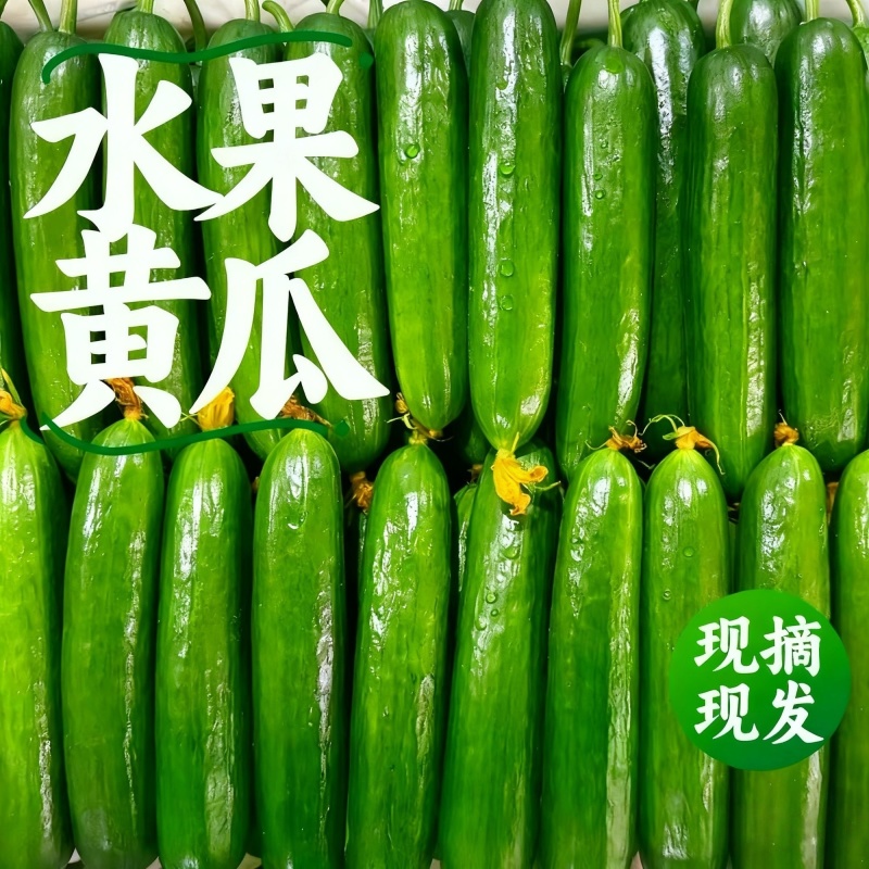 脆嫩水果小黄瓜，产地直发，品质保证，欢迎来电咨询选购