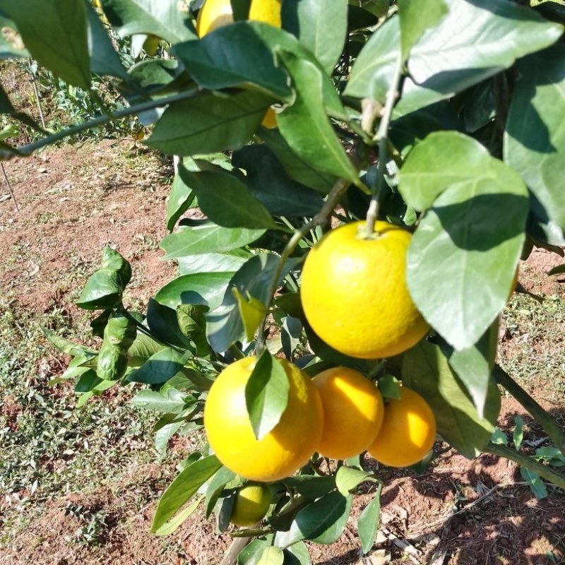 麻阳冰糖橙