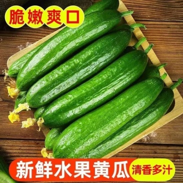 无刺水果小黄瓜,口感好,品质佳,对接全国各大批发市场