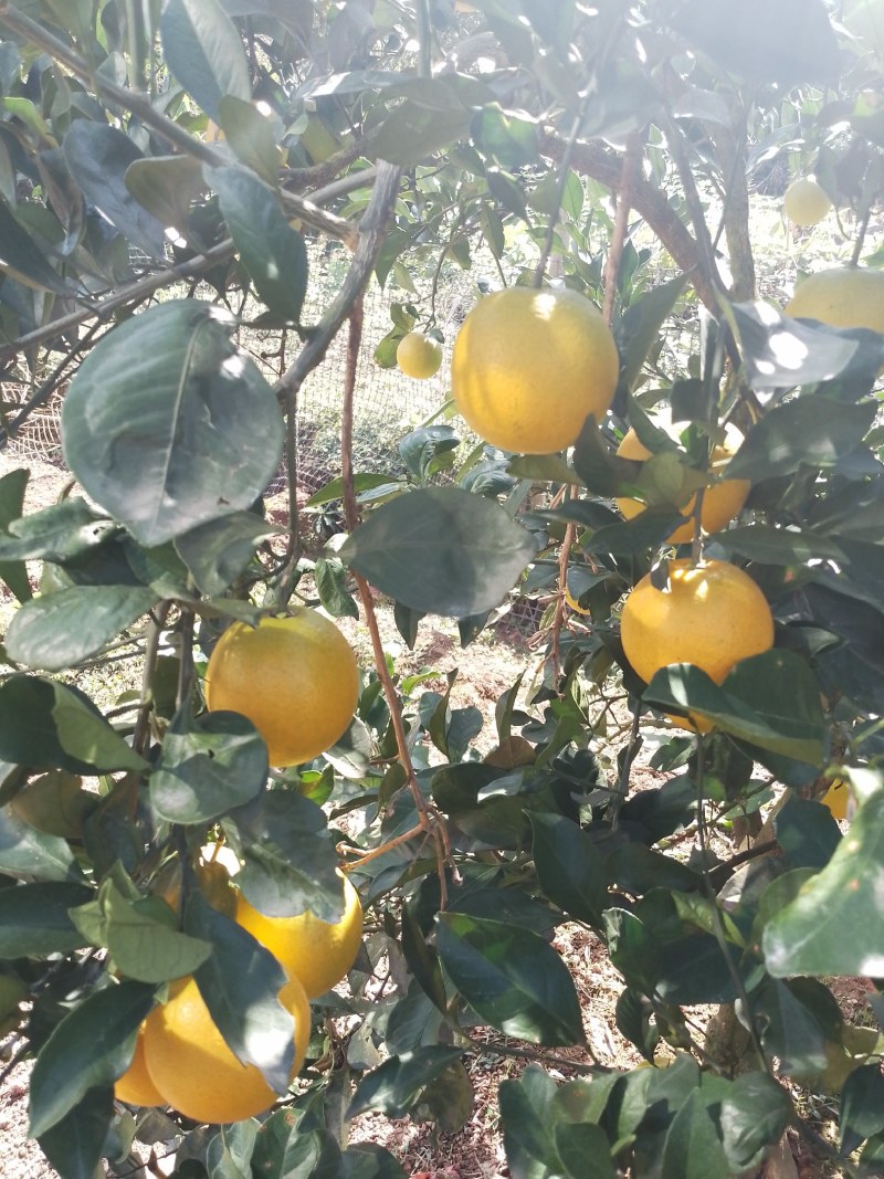 麻阳冰糖橙