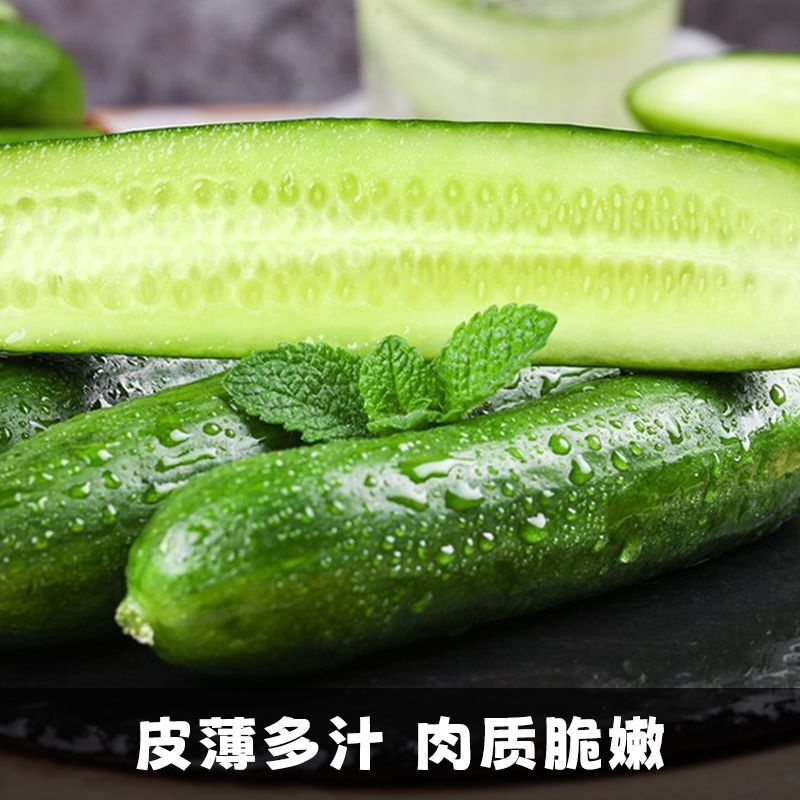 无刺水果小黄瓜，口感好，品质佳，对接全国各大批发市场