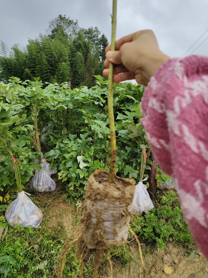 马褂木鹅掌楸，马褂木杯苗，鹅掌楸袋苗