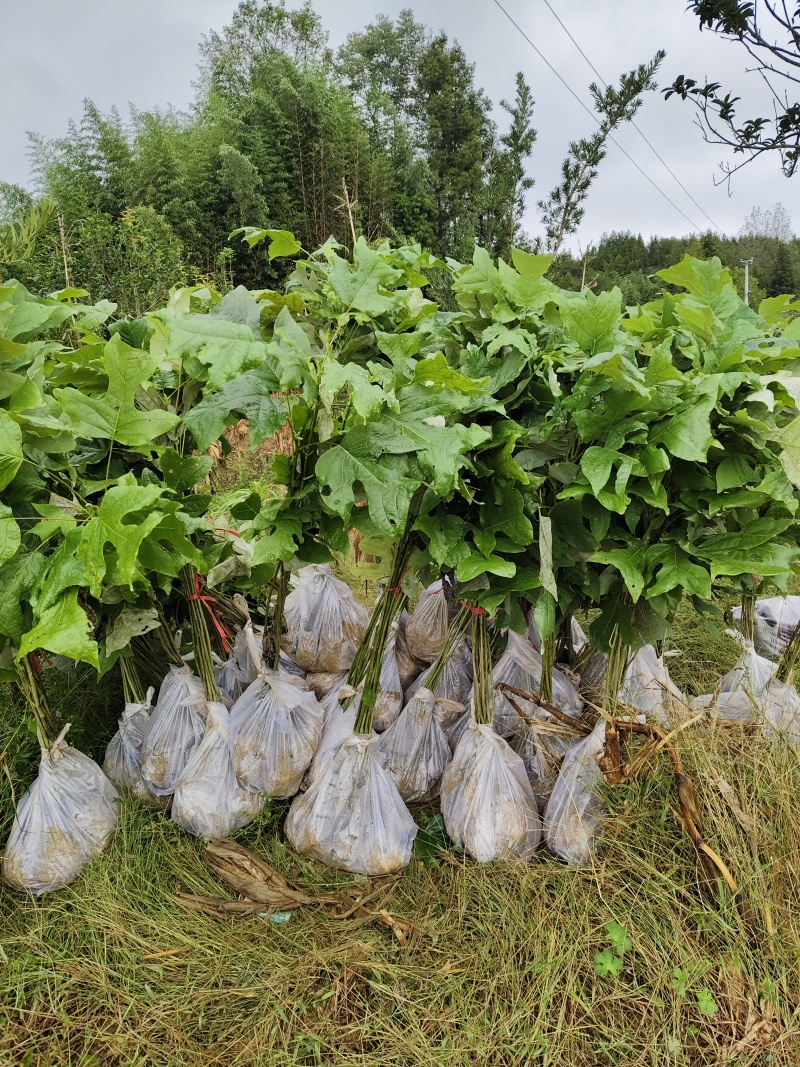 马褂木鹅掌楸，马褂木杯苗，鹅掌楸袋苗