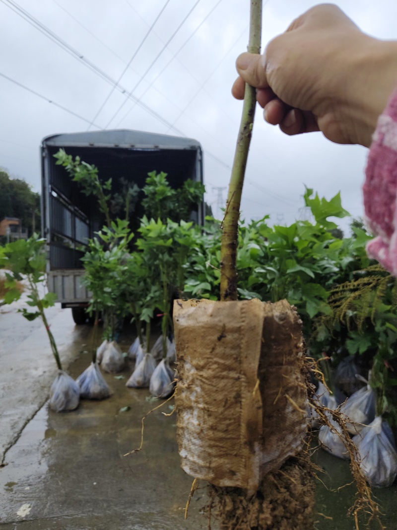 马褂木鹅掌楸，马褂木杯苗，鹅掌楸袋苗