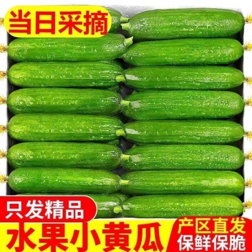 山东新鲜水果黄瓜,大量上市,品质保证,欢迎来电咨询选购