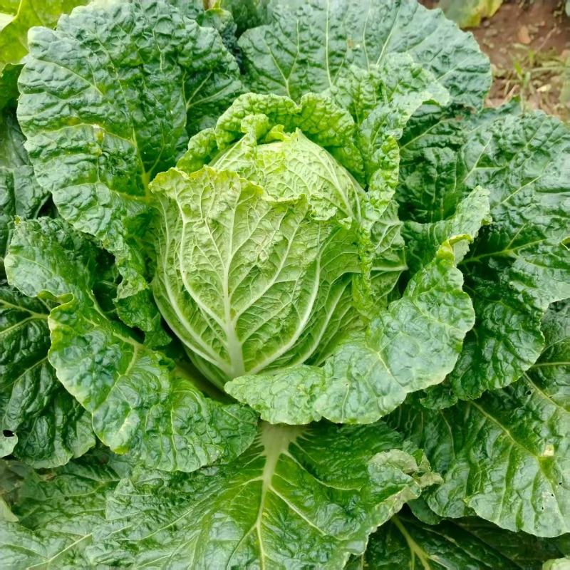 大量出售黄心大白菜