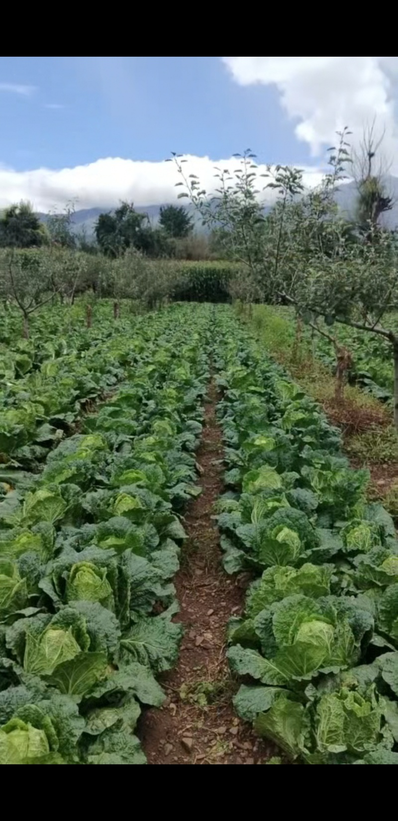 大量出售黄心大白菜