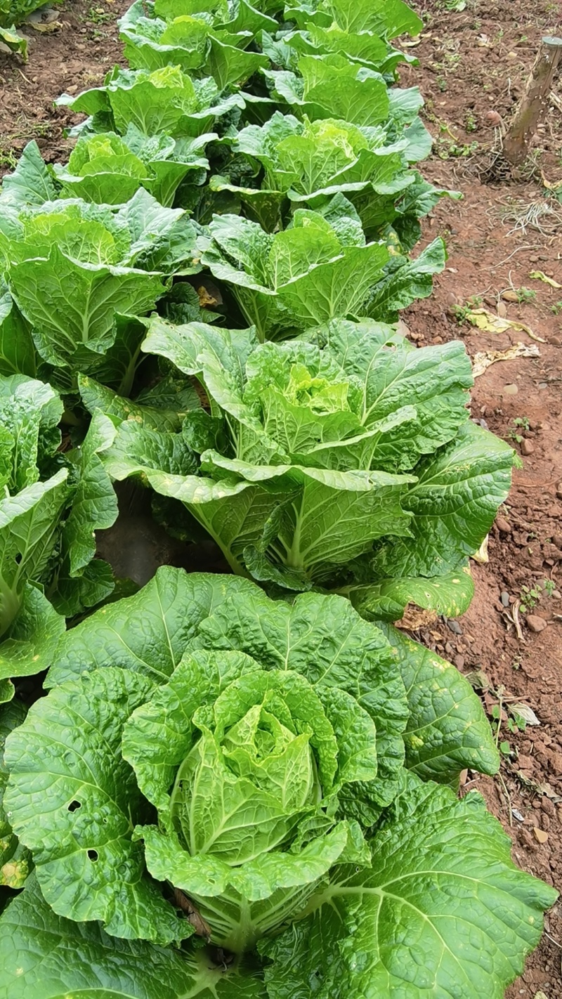 大量出售黄心大白菜
