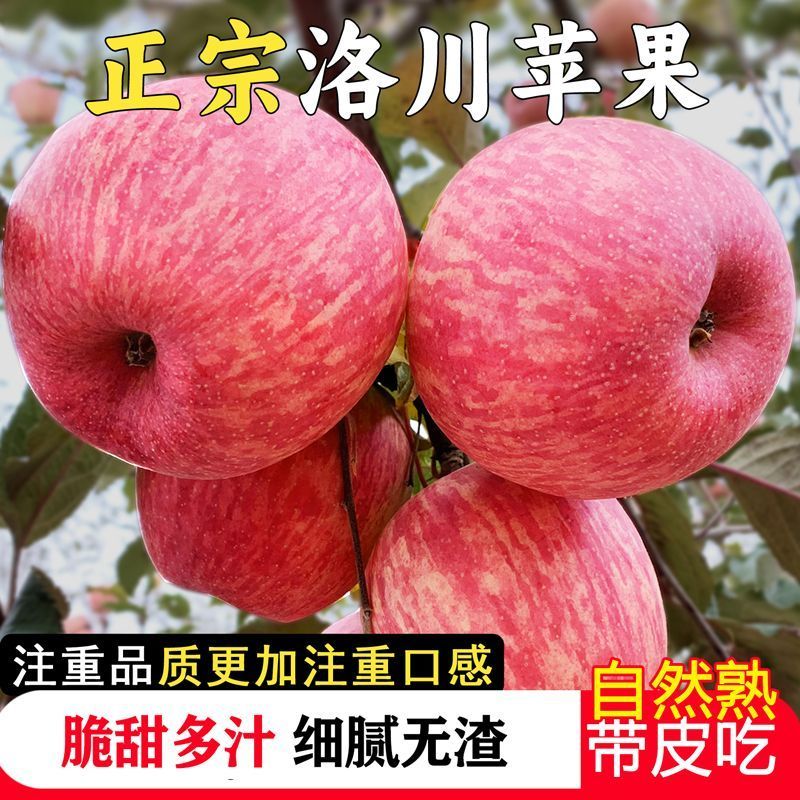 洛川红富士/产区直发/大量有货/当天发车