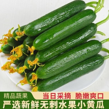 现摘水果黄瓜,无刺鲜嫩,常年有货,可视频看货,产地直发