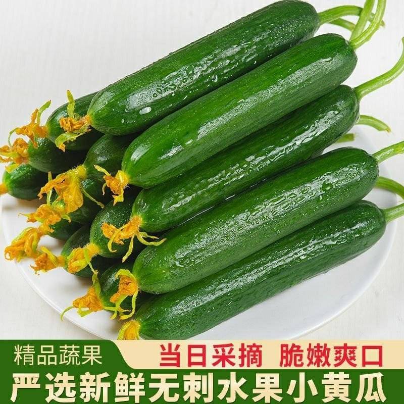 现摘水果黄瓜，无刺鲜嫩，常年有货，可视频看货，产地直发